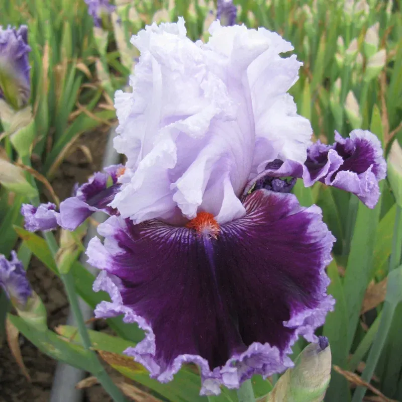 Daring Deception Bearded Iris Perennial Rhizome