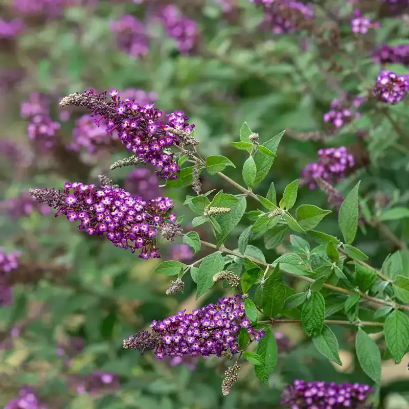 Polka Dot Butterfly Bush - Variegated Buddleja davidii Flowering Shrub 1