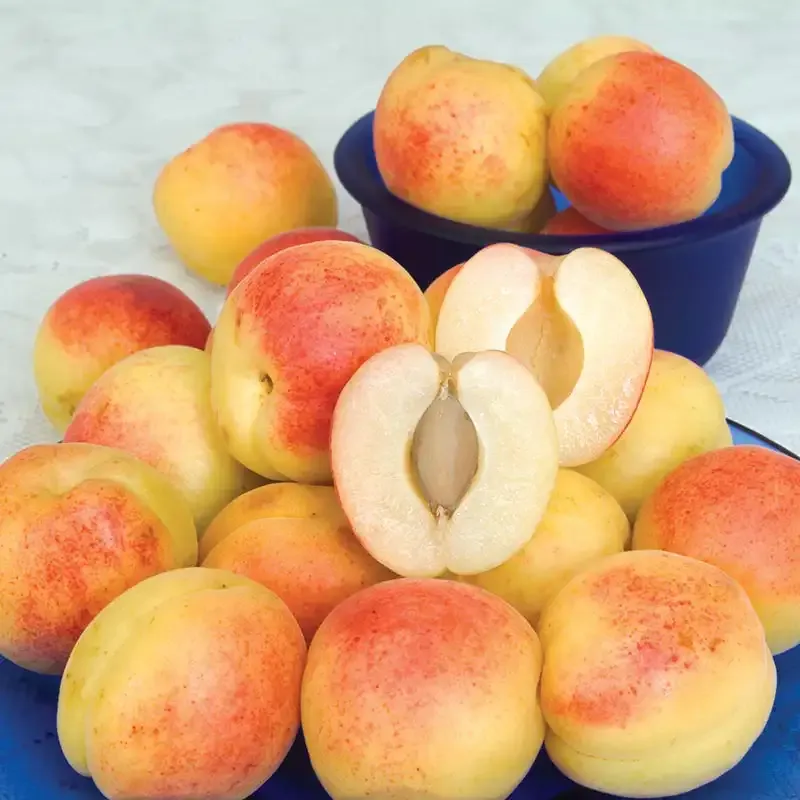 Sugar Pearls Apricot Tree - Compact Fruit-Bearing Variety