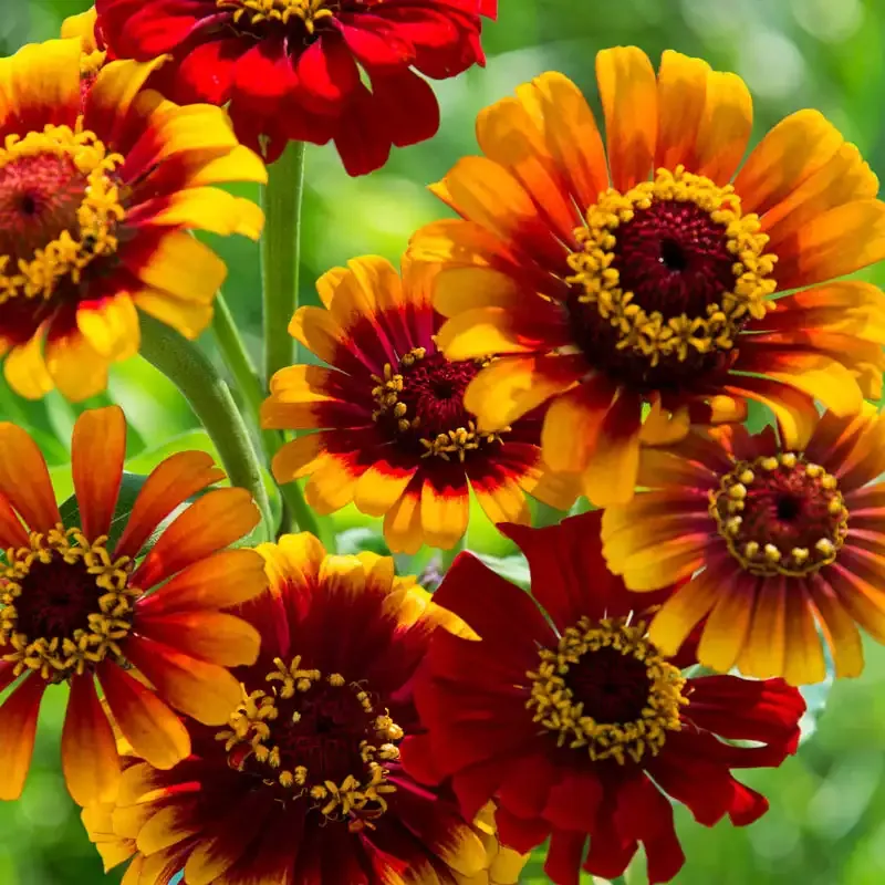 Sombrero Zinnia Seeds - Bi-Color Annual Flower Seeds for Garden Borders