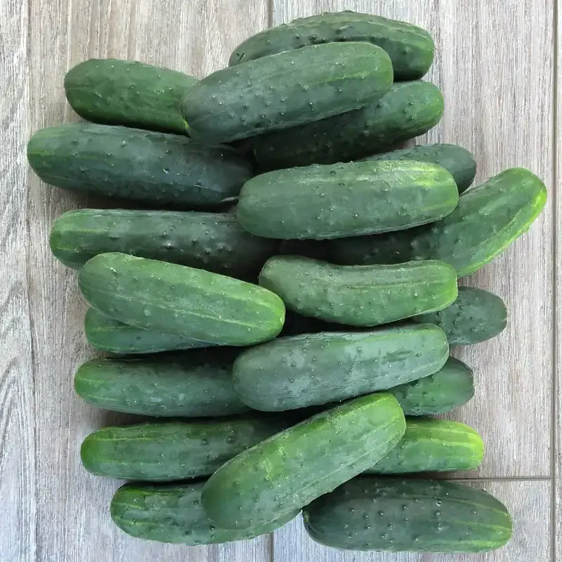 Super Max Hybrid Pickling Cucumber Seeds for Home Gardening 1