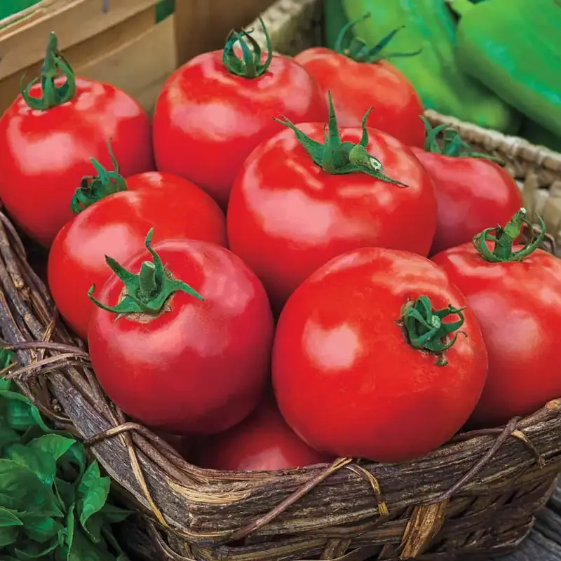 Giant Beef Hybrid Tomato Seeds - Large Beefsteak Variety for Home Gardens