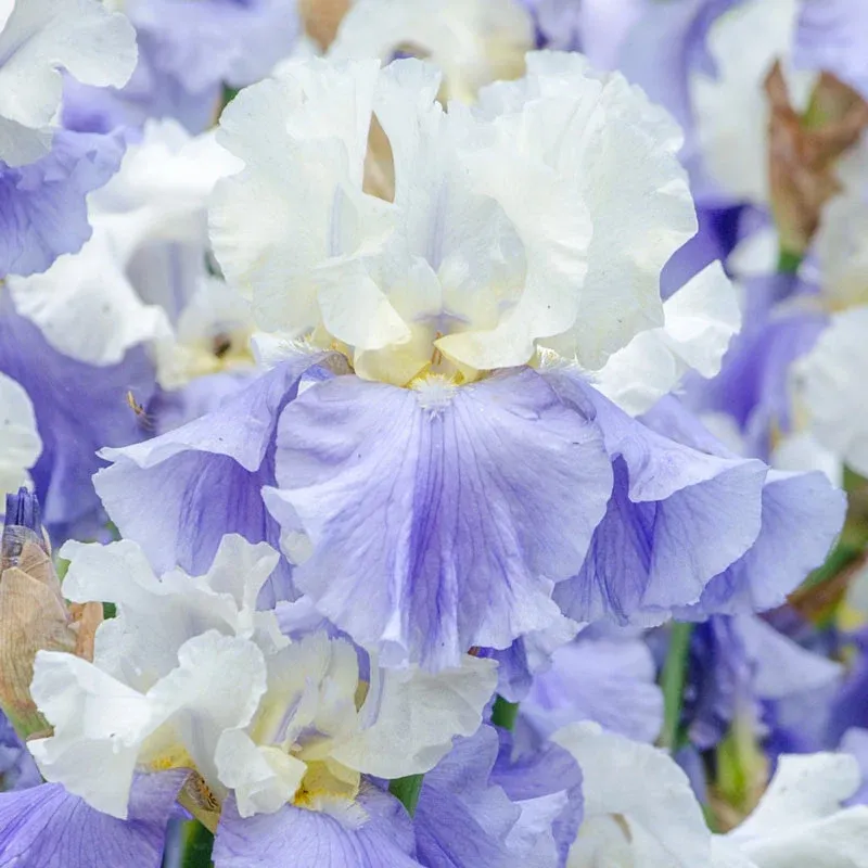 Iris Floral Collection Decorative Botanical Art Piece 1