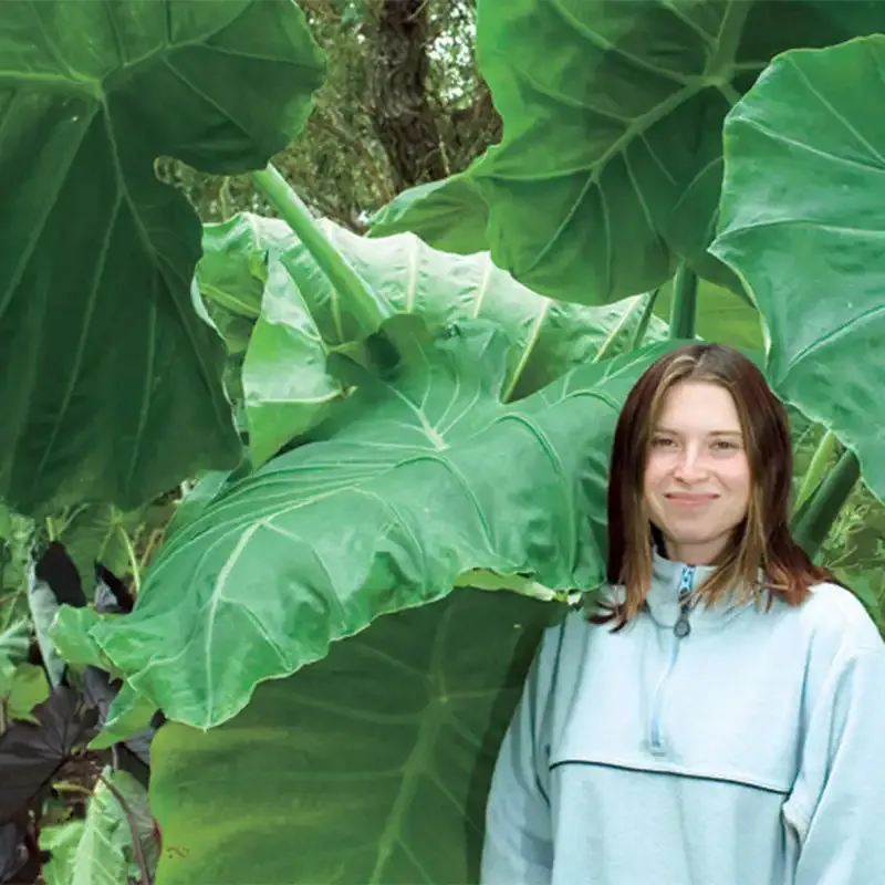 Giant Elephant Ear Bulb - Alocasia Macrorrhiza Tropical Foliage Rootstock