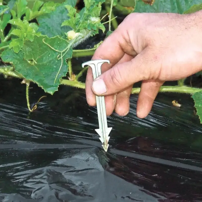 Biodegradable Mulch Film for Sustainable Soil Management and Weed Control