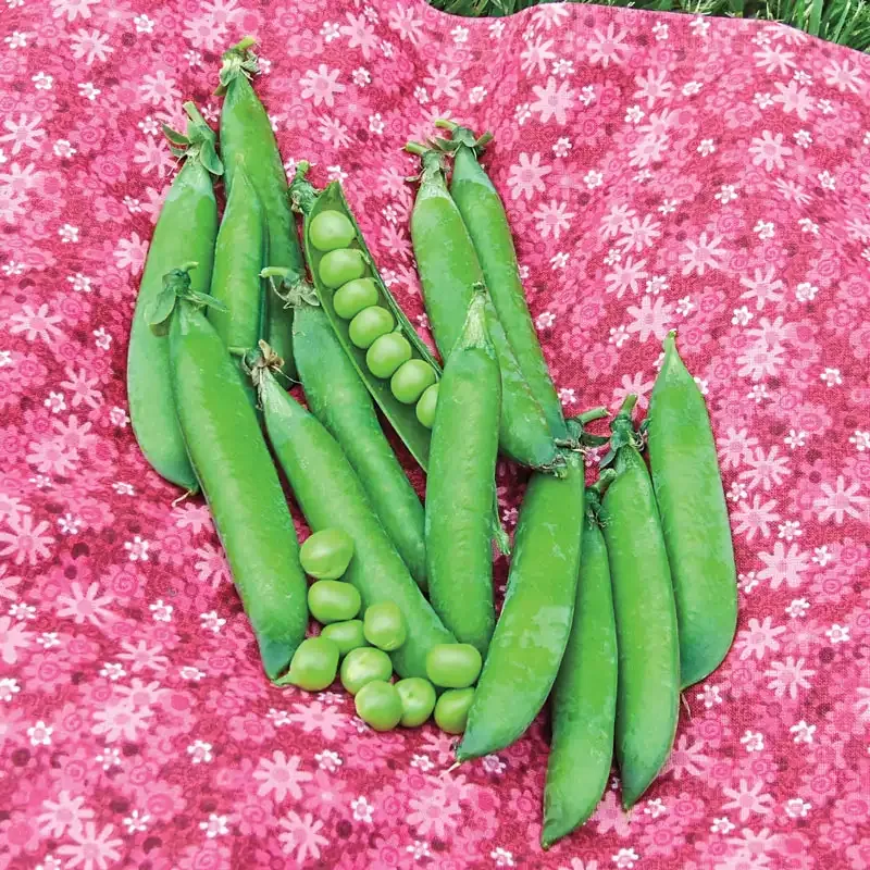 Sweet Pick Pea Seeds for Home Vegetable Gardening 2