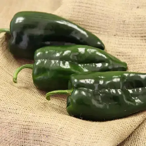 Masivo Hybrid Hot Pepper Seeds for Home Vegetable Gardening 1