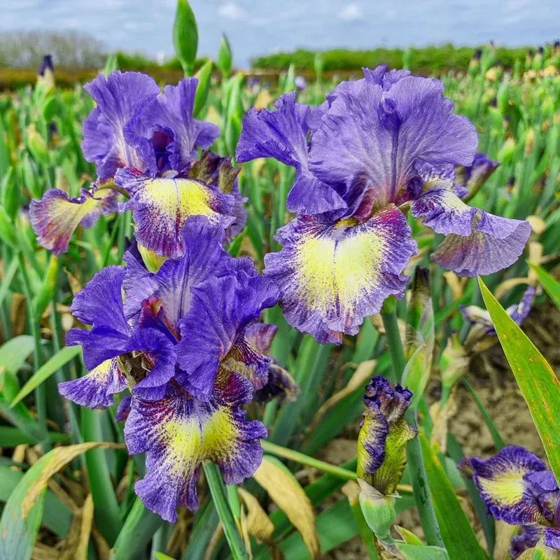 Foolish Dreamer Tall Bearded Iris Perennial Rhizome 1