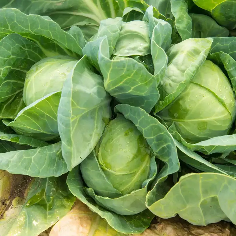 Tiara Hybrid Cabbage Seeds - Early Maturing High-Yield Variety