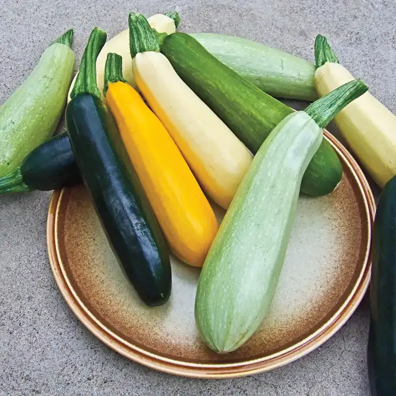 Summer Bounty Hybrid Summer Squash Seed Blend for Home Gardens