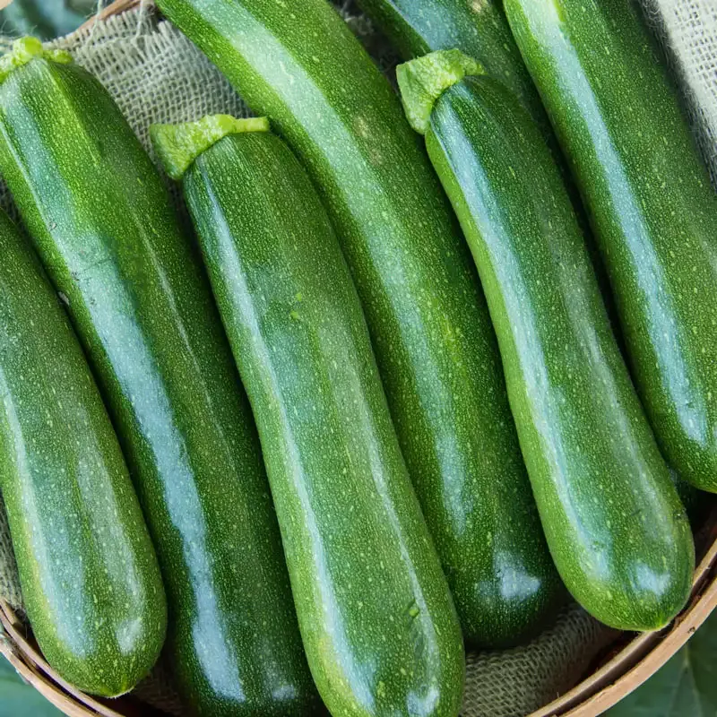 Cash Machine Hybrid Summer Squash Seeds for Garden Planting 1
