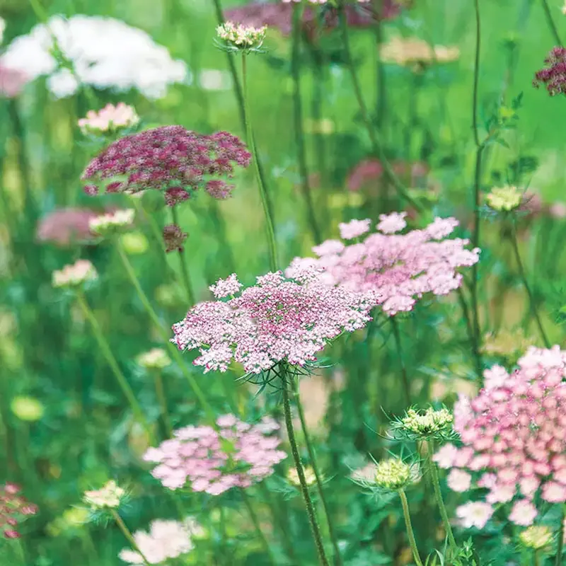 Carrot Dara Wildflower Seeds (Daucus carota) for Garden Cultivation