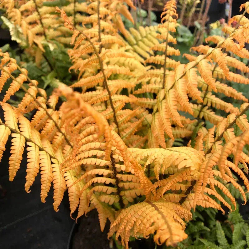 Jurassic Gold Fern Decorative Artificial Plant 1