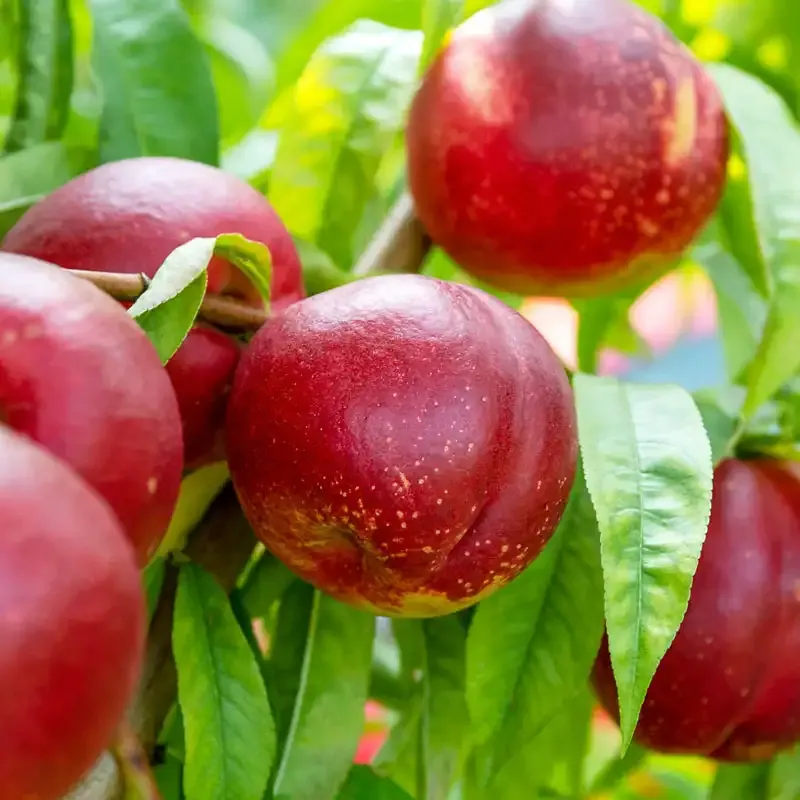 Captain Crunch Nectarine Tree - Productive Stone Fruit Variety