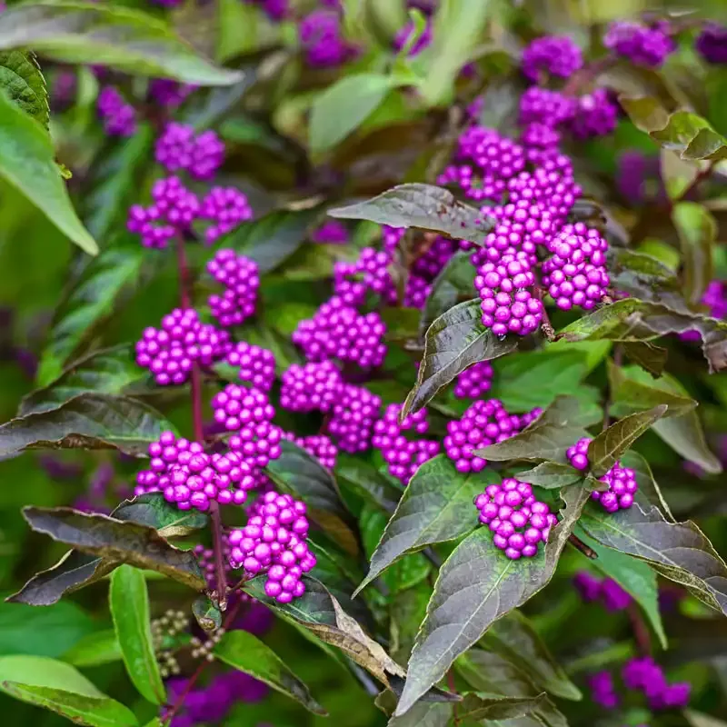 Early Amethyst Beautyberry (Callicarpa dichotoma) Deciduous Ornamental Shrub