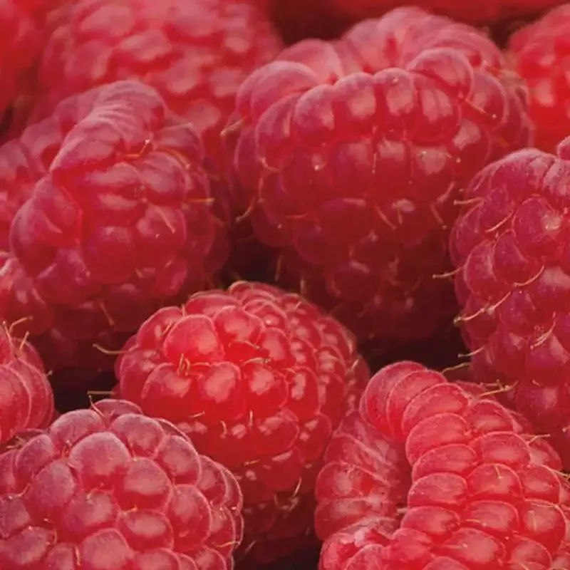 Everbearing Red Raspberry Plant - Primocane Fruit Bush 1