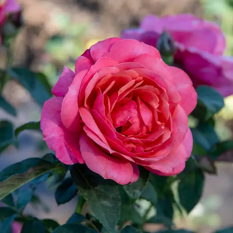 Grandiflora Rose Bush - Hardy Flowering Garden Shrub 1