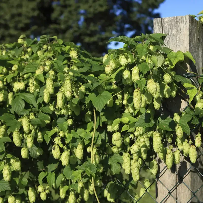 Nugget Hops Perennial Vine - Hardy Rhizome for Garden Cultivation 2