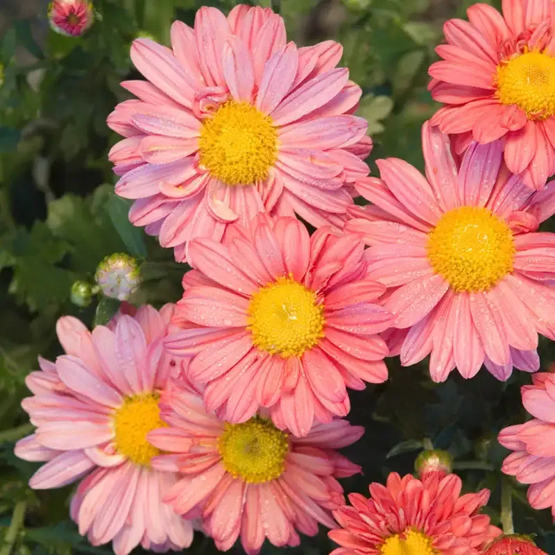 Coral Daisy Mammoth Mum Artificial Floral Stem for Home Decor 1