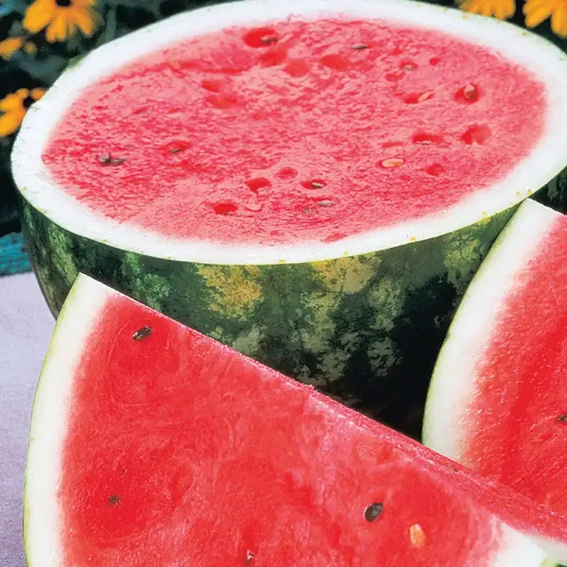 Rattlesnake Watermelon Heirloom Seeds - Striped Variety for Home Gardens