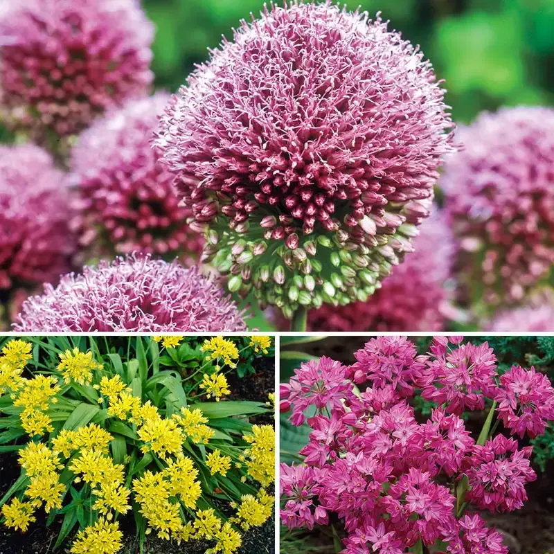 Deer-Resistant Allium Bulbs for Naturalizing Perennial Garden Displays