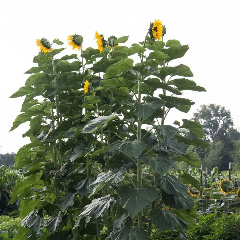 American Giant Sunflower Heirloom Seeds for Tall Garden Displays 2