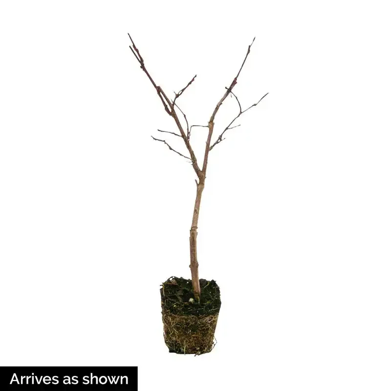 Enduring Summer Reblooming Crape Myrtle - White Flowering Shrub 1