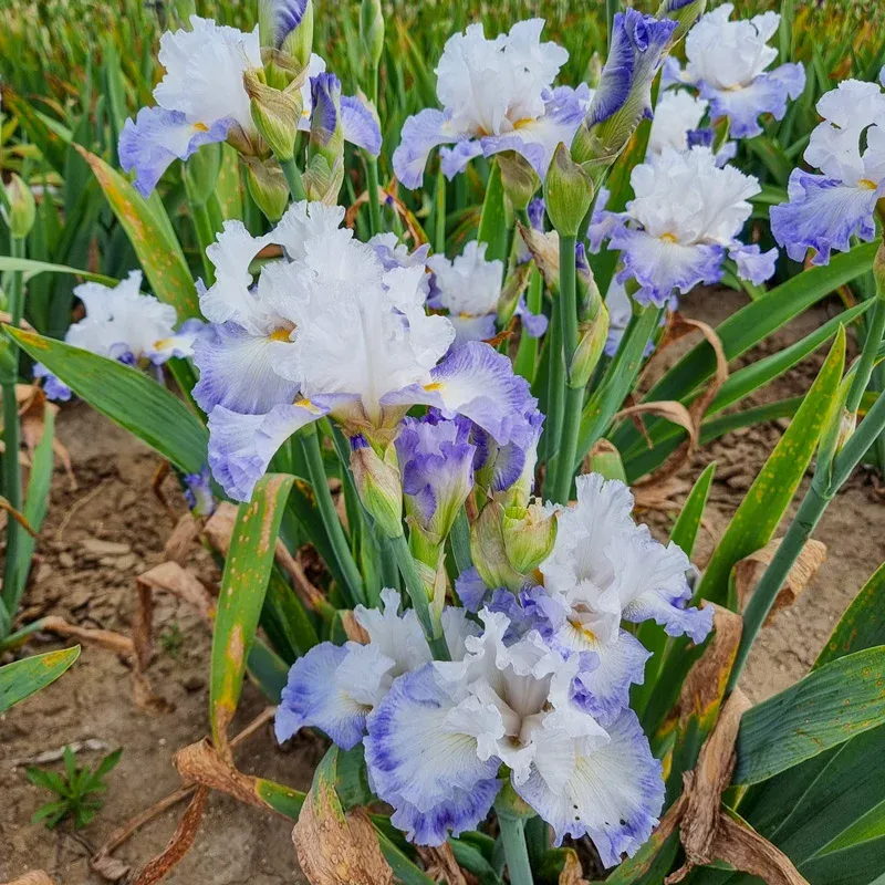 Autumn Breeze Reblooming Bearded Iris Perennial Rhizome 1