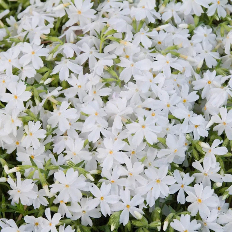 Creeping Phlox Mixture Perennial Ground Cover Flower Seeds 2