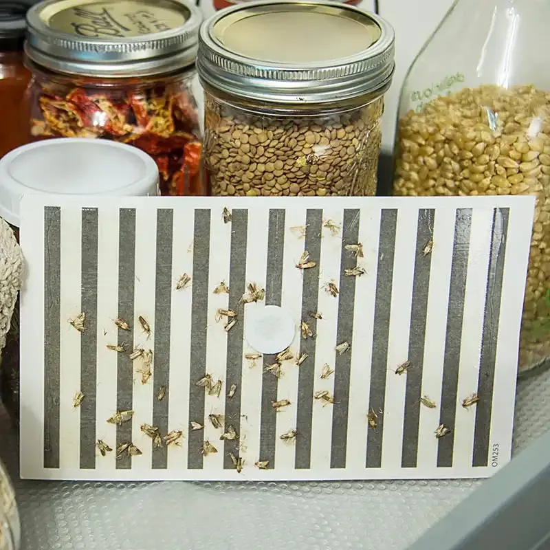 Pantry Moth Traps - Pheromone-Infused Adhesive Monitoring Boards