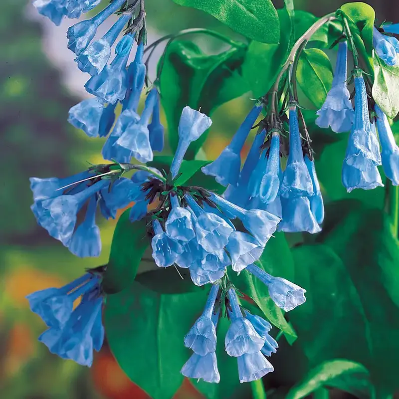 Virginia Bluebells (Mertensia virginica) Spring-Blooming Woodland Perennial