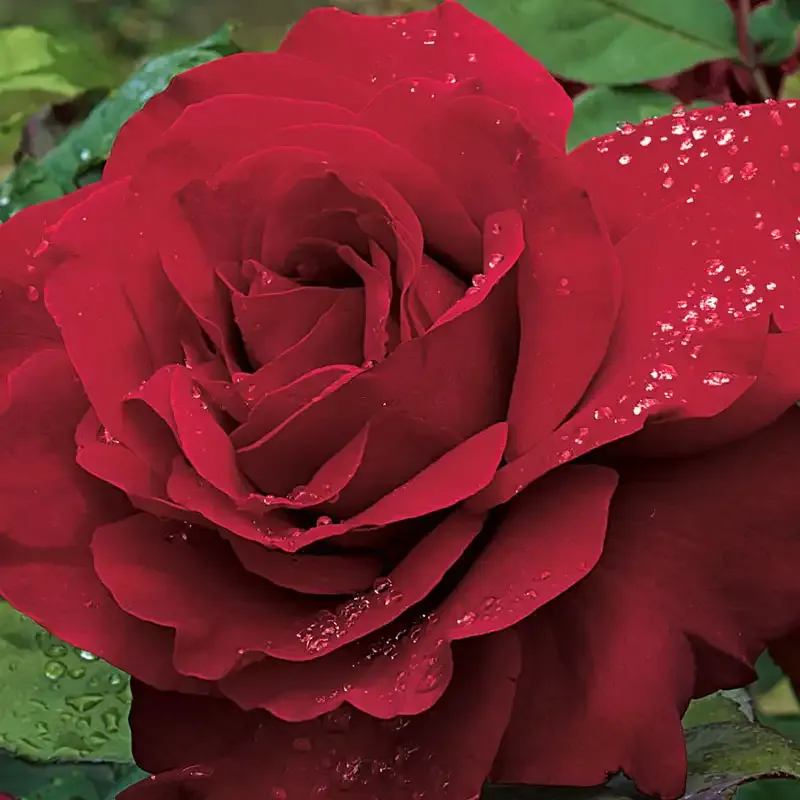 Hybrid Tea Rose - Large Flowering Garden Shrub