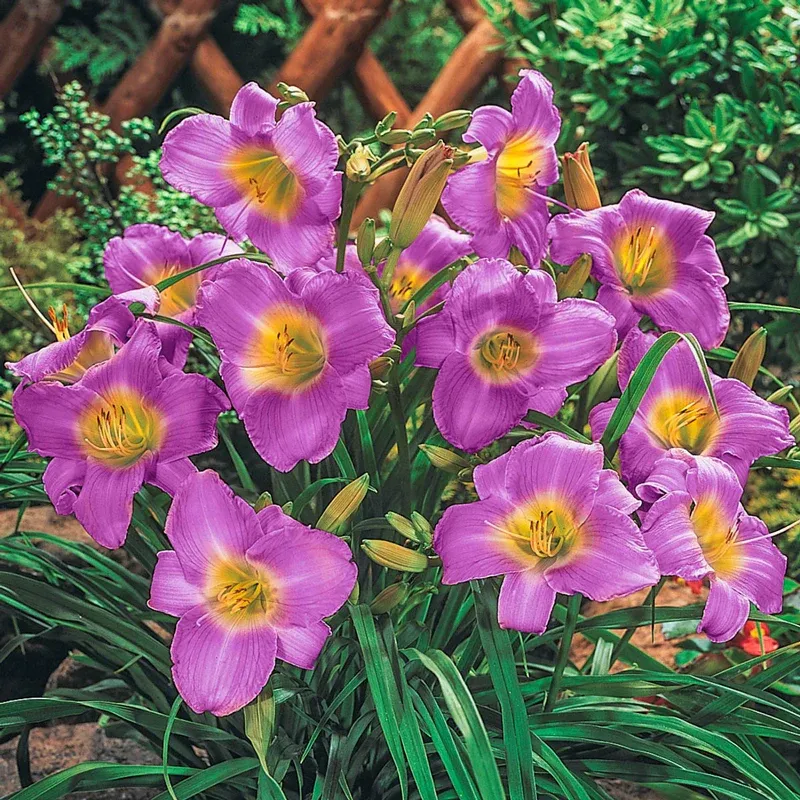 Stella-Bration Daylily Collection - Hardy Perennial Garden Plants 1