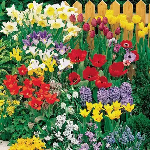 Assorted Wildflower Bulb Mix for Perennial Garden Landscaping