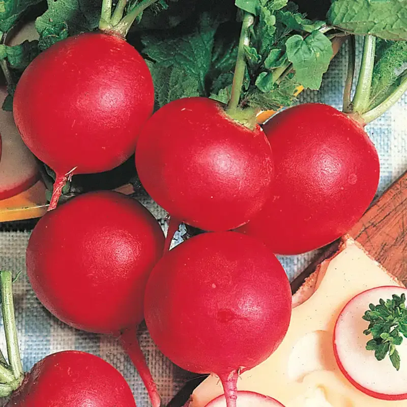 Giant Parat German Radish Seeds - Heirloom Variety for Large Root Production 1