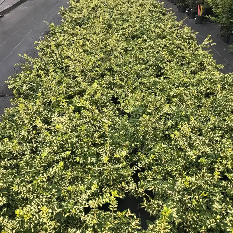 Moonshadow Euonymus Fortunei Variegated Evergreen Shrub