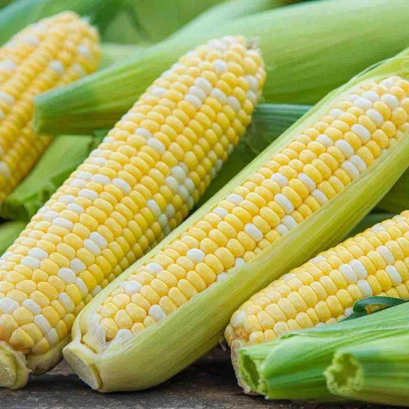 Fourth of July Sweet Corn Seeds (sh2) Hybrid Vegetable Seeds
