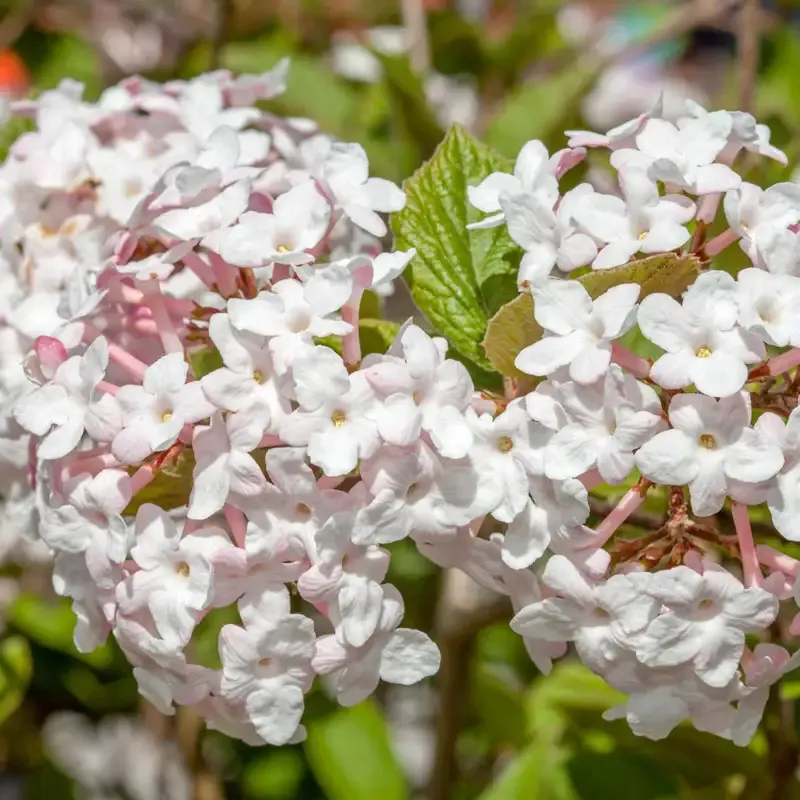 Viburnum Korean Spice Fragrant Deciduous Flowering Shrub