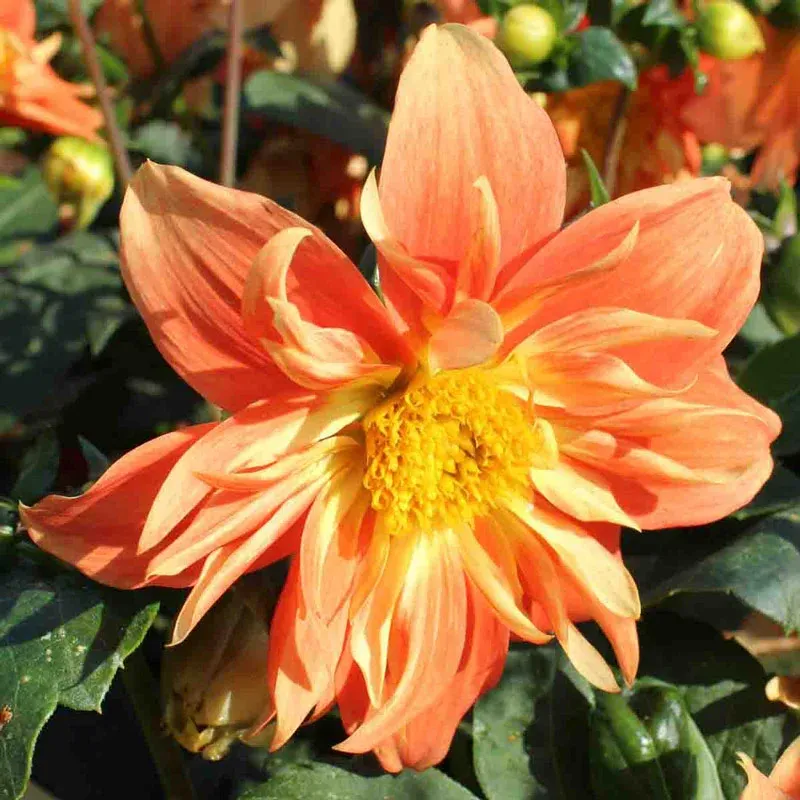 Sunny Reggae Dahlia Decorative Garden Flower Bulbs