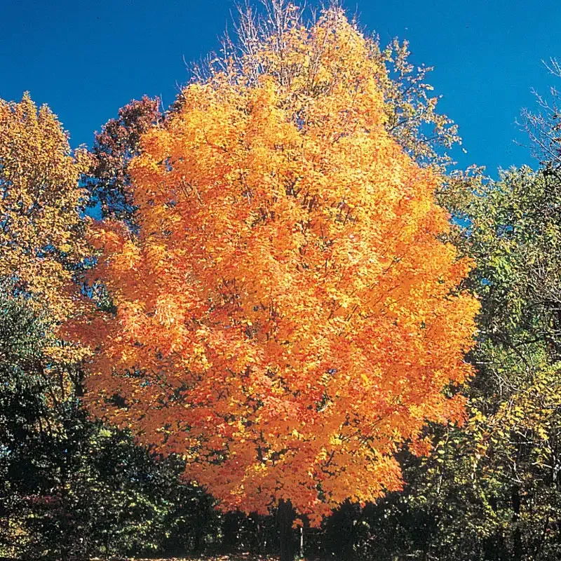 Artificial Sugar Maple Tree for Indoor Seasonal Decoration