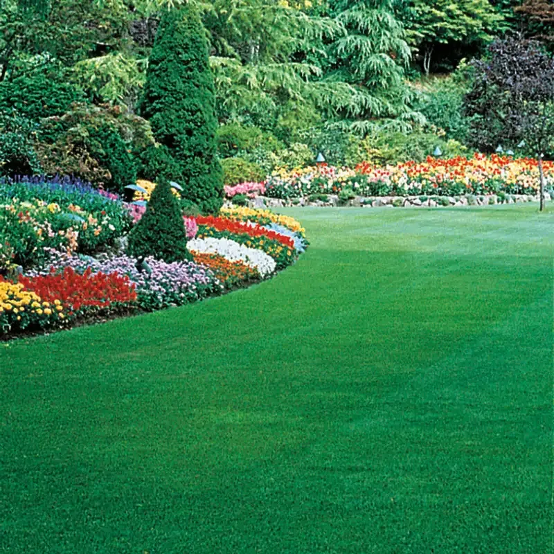 Residential Turf Grass Seed Blend for Lawn Establishment