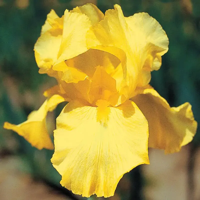 Harvest of Memories Reblooming Bearded Iris Perennial Rhizomes