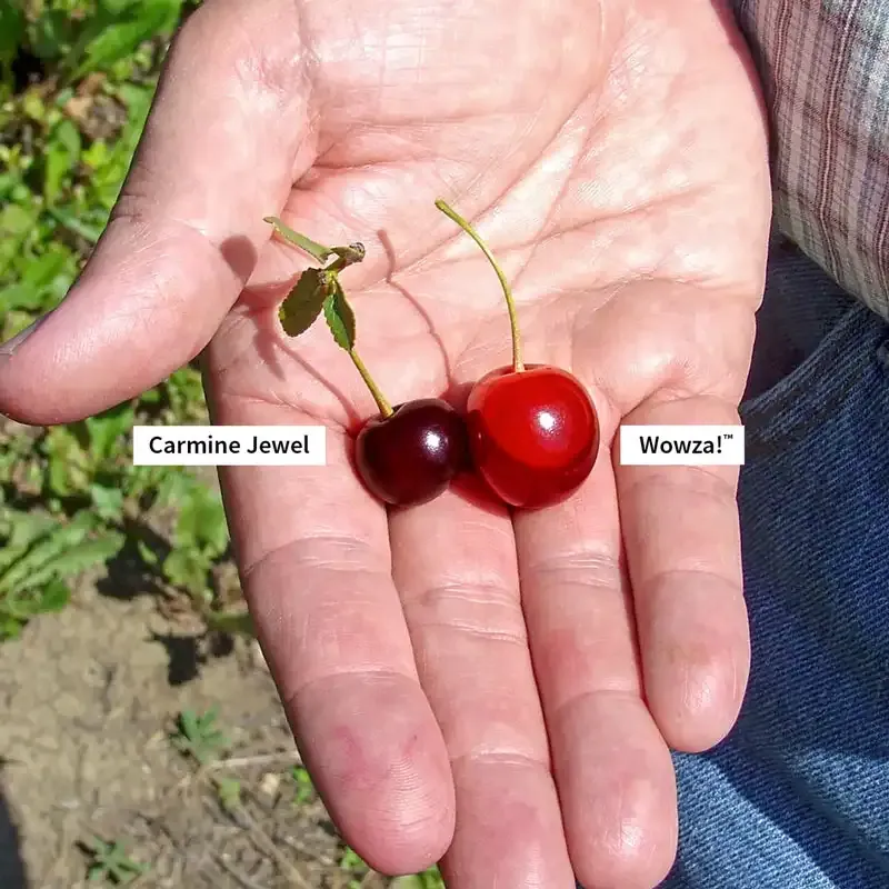 Cherry Bush Deciduous Ornamental Flowering Shrub 1