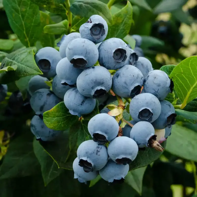 Duke Northern Highbush Blueberry Hedge Plant