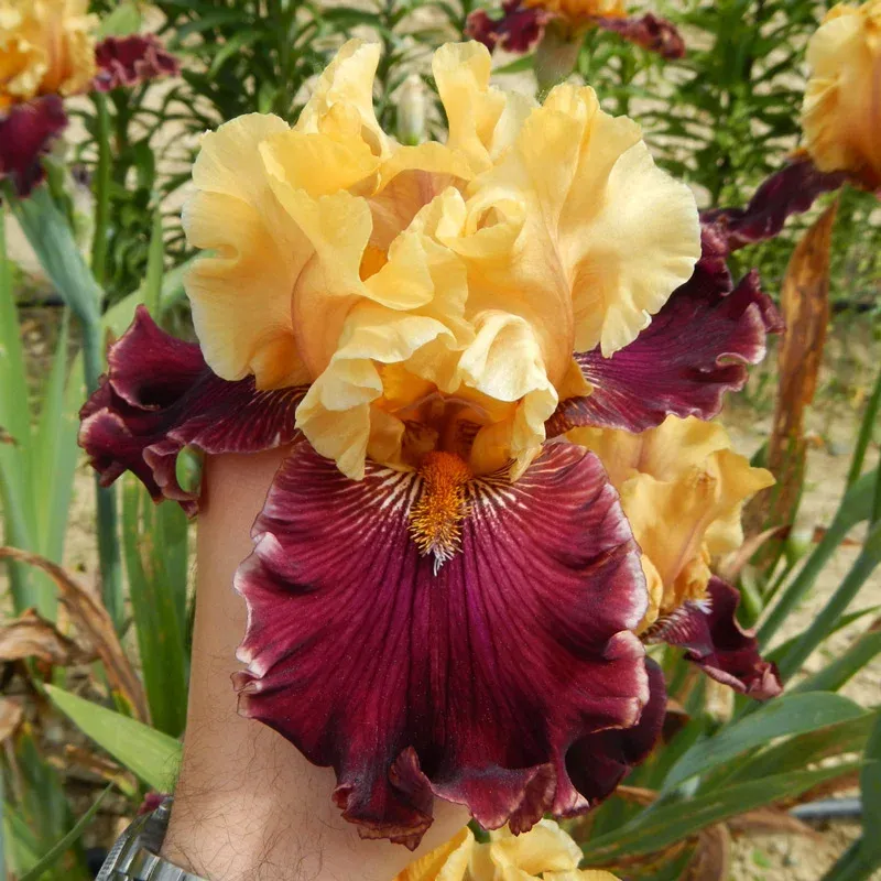 Catwalk Bearded Iris Perennial Rhizome for Garden Landscapes 1