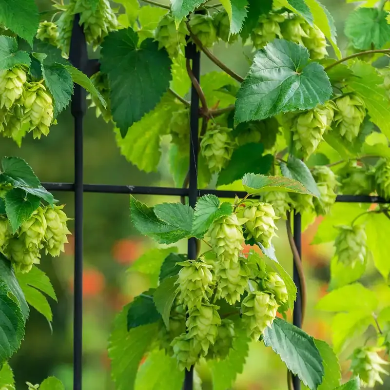 Nugget Hops Perennial Vine - Hardy Rhizome for Garden Cultivation 1