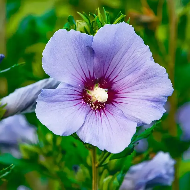 Bluebird Hibiscus Perennial Flowering Shrub