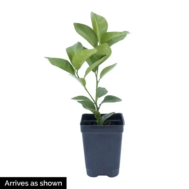 Dwarf Cleopatra Mandarin Citrus Tree for Home Gardens 1