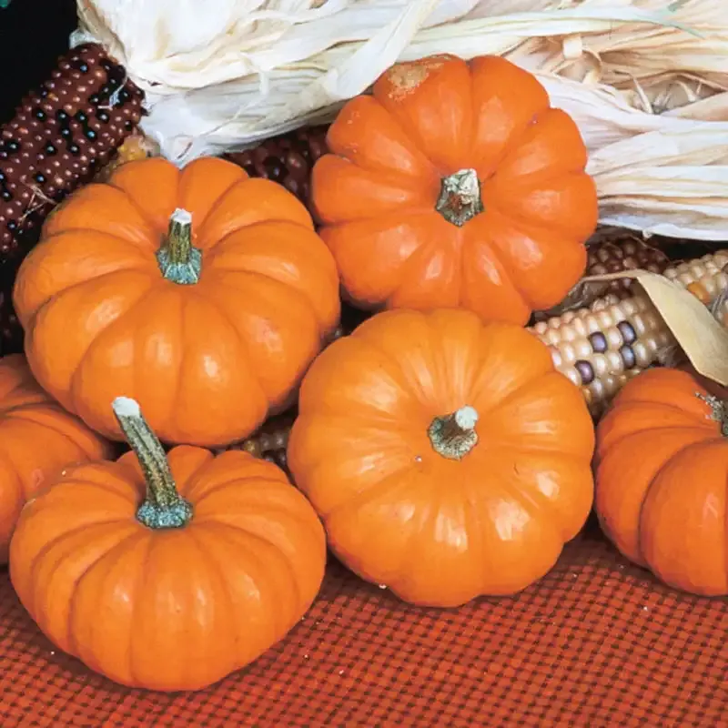 Jack Be Little Miniature Heirloom Pumpkin Seeds for Home Gardening