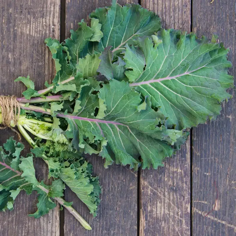 Winter Wonderland Mixed Kale Seeds for Cold-Season Gardening 5